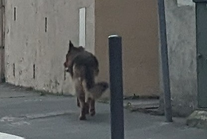 Fundmeldung Hund  Unbekannt Toulouse Frankreich