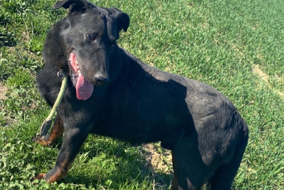 Vermisstmeldung Hund  Männliche , 44 jahre Genvry Frankreich