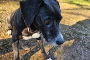 Fundmeldung Hund rassenmischung Weiblich Lauzès Frankreich