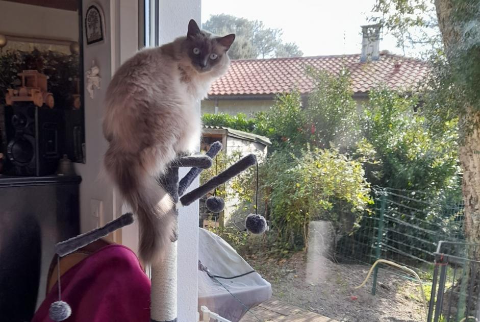 Vermisstmeldung Katze rassenmischung Weiblich , 4 jahre Messanges Frankreich