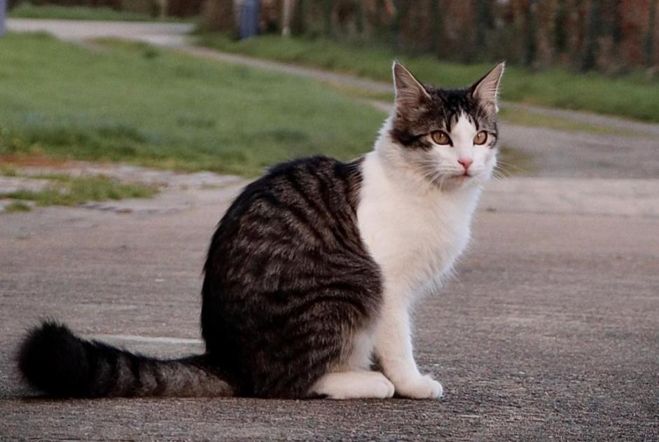 Vermisstmeldung Katze rassenmischung Männliche , 3 jahre Ploubazlanec Frankreich