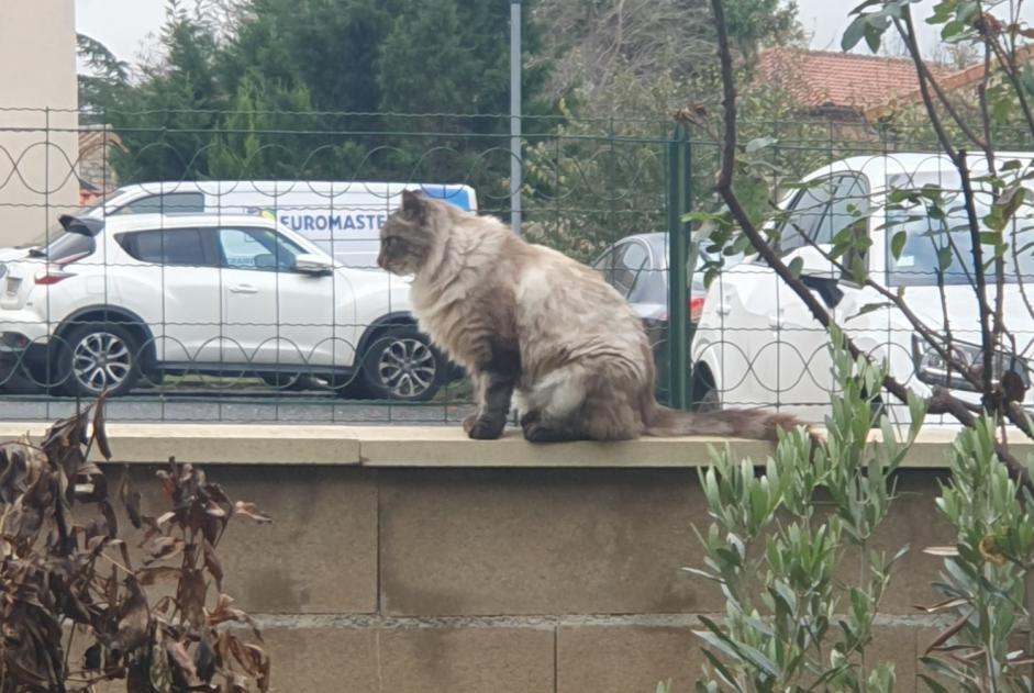 Vermisstmeldung Katze rassenmischung Männliche , 3 jahre Millau Frankreich