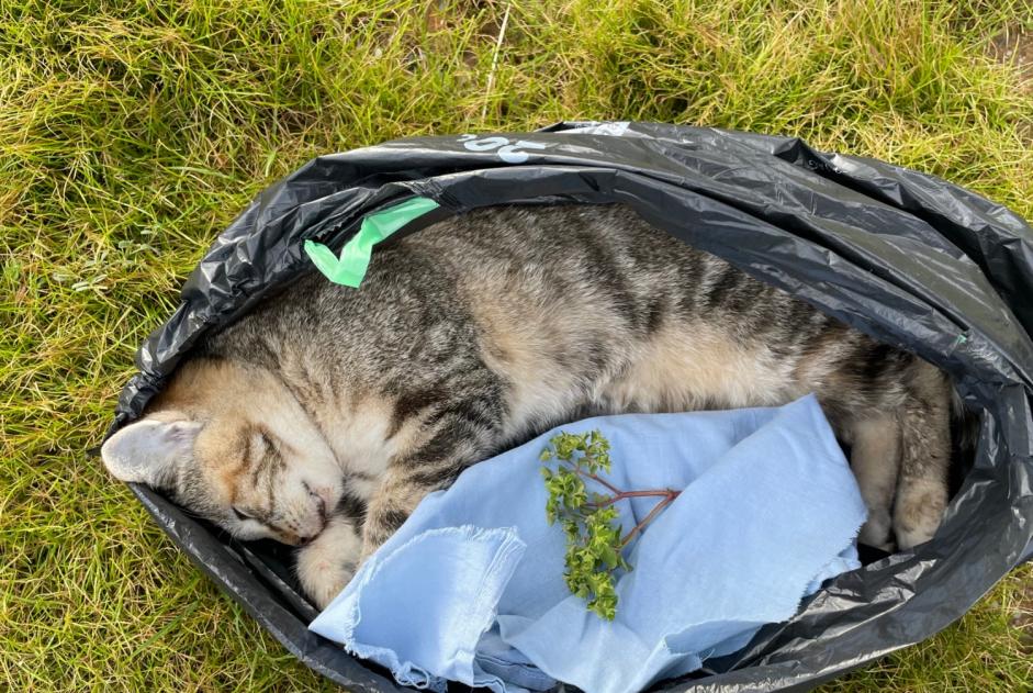 Fundmeldung Katze rassenmischung Unbekannt , Zwischen 9 und 12 Monaten Gauriac Frankreich