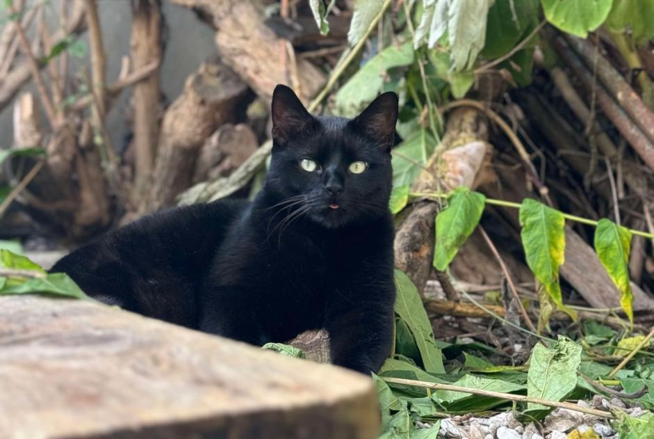 Vermisstmeldung Katze  Männliche , 4 jahre Reims Frankreich