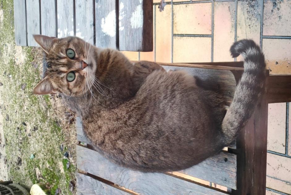 Vermisstmeldung Katze  Weiblich , 6 jahre La Chartre-sur-le-Loir Frankreich