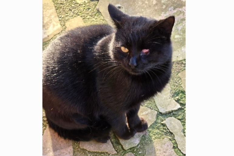 Fundmeldung Katze Männliche Villevaudé Frankreich