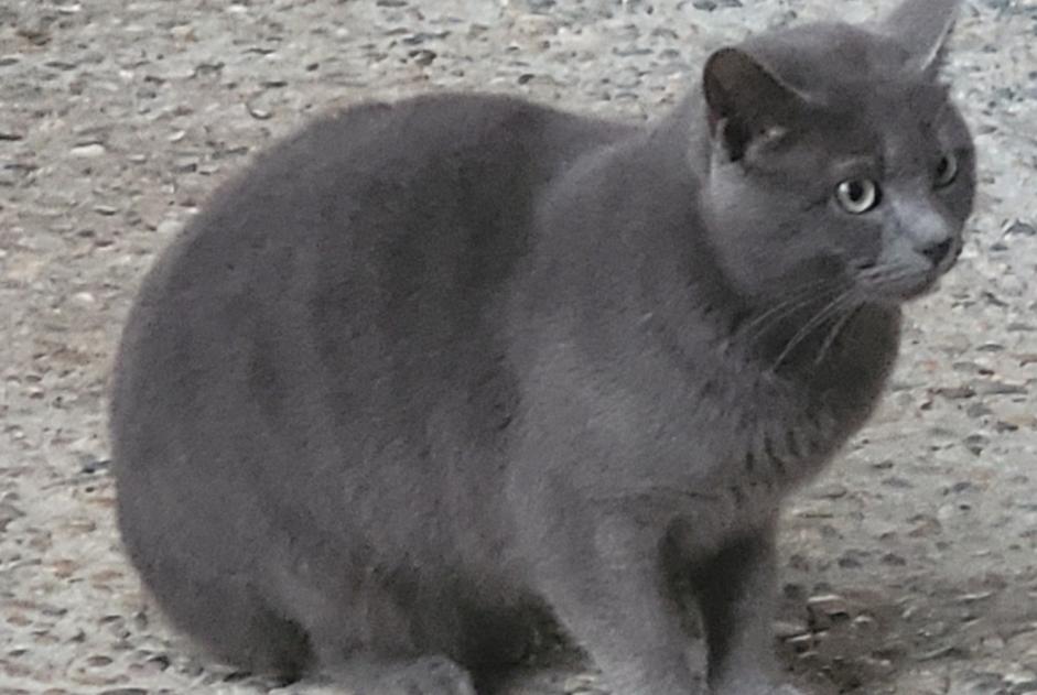 Fundmeldung Katze rassenmischung Männliche Clairac Frankreich