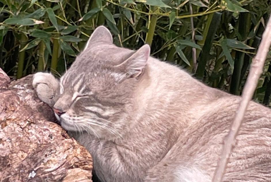 Vermisstmeldung Katze rassenmischung Männliche , 4 jahre Pierrefeu-du-Var Frankreich