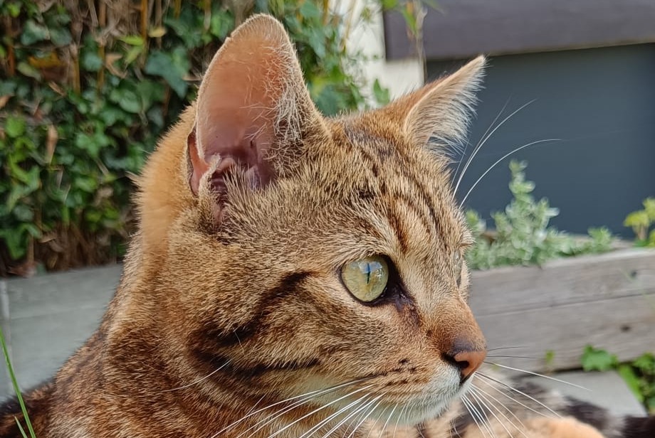 Vermisstmeldung Katze Männliche , 2 jahre Marchiennes Frankreich