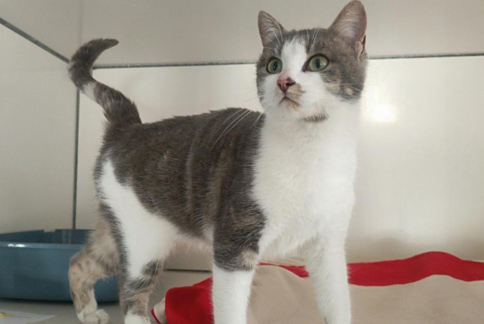 Fundmeldung Katze Weiblich La Chapelle-Erbrée Frankreich