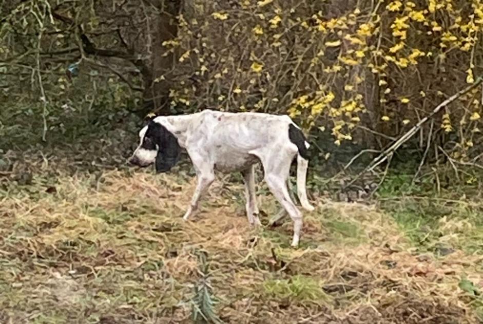 Fundmeldung Hund Unbekannt Cuzieu Frankreich