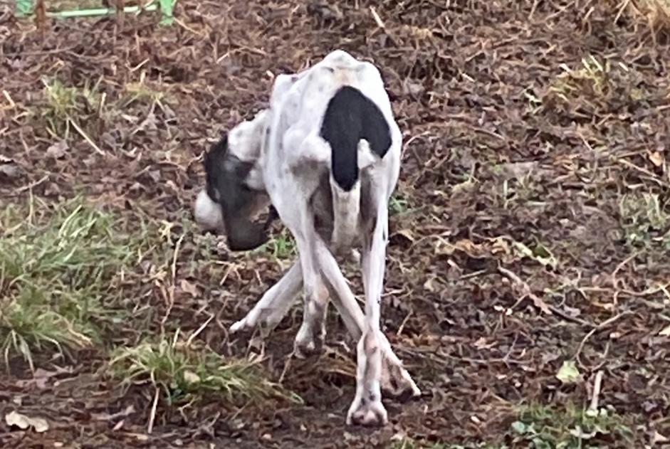 Fundmeldung Hund Unbekannt Cuzieu Frankreich