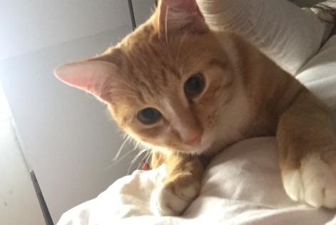 Disappearance alert Cat Male , 7 years Le Temple-de-Bretagne France