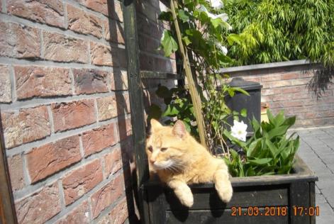 Disappearance alert Cat Male , 8 years Liège Belgium