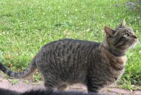 Disappearance alert Cat miscegenation Male , 10 years Cottens Switzerland