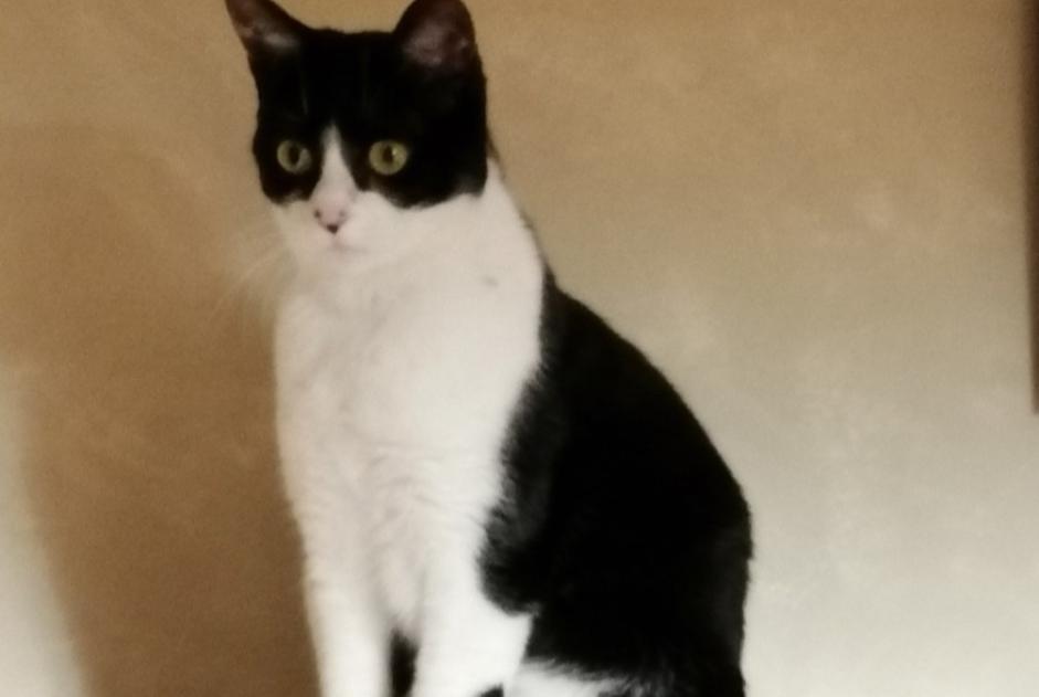 Disappearance alert Cat Female , 5 years Merri France