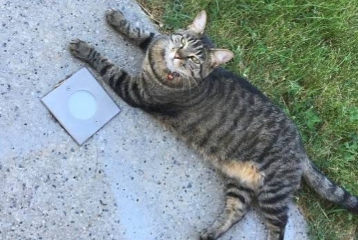 Disappearance alert Cat Female , 10 years Saint-Laurent-de-Mure France