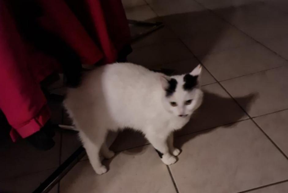 Disappearance alert Cat Female , 7 years Hallennes-lez-Haubourdin France