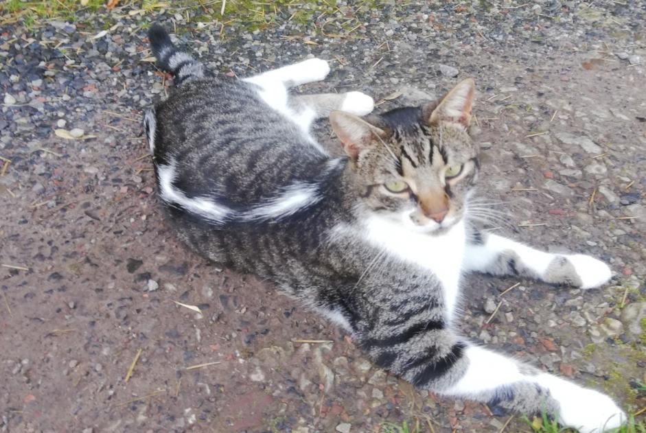 Disappearance alert Cat Male , 3 years Binche Belgium