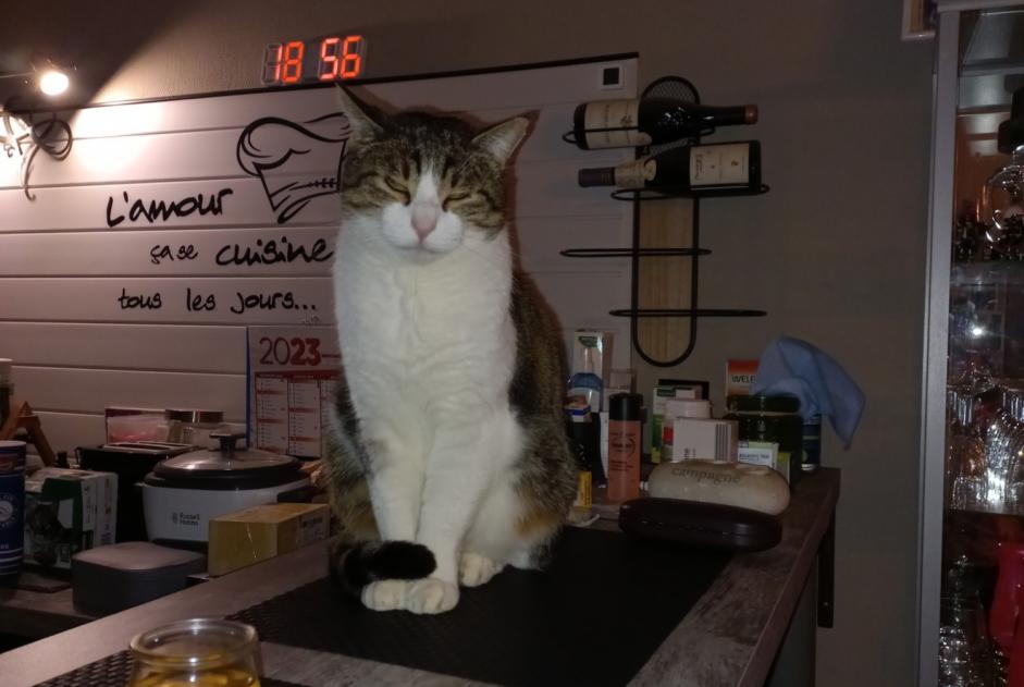 Disappearance alert Cat Male , 7 years Beaurepaire France