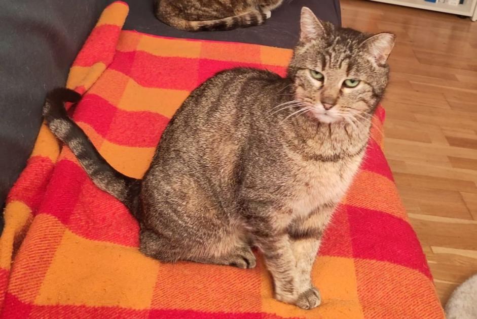 Disappearance alert Cat Female , 9 years Villars-sur-Glâne Switzerland