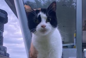 Disappearance alert Cat Female , 4 years Tournai Belgium