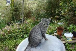 Disappearance alert Cat Male , 1 years Lannion France