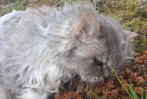 Discovery alert Cat Unknown Milvignes Switzerland