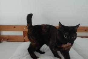 Disappearance alert Cat  Female , 5 years Saint-Laurent-Blangy France