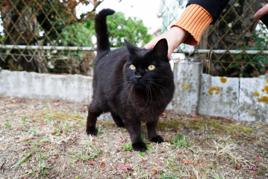 Discovery alert Cat Male Saint-Brevin-les-Pins France