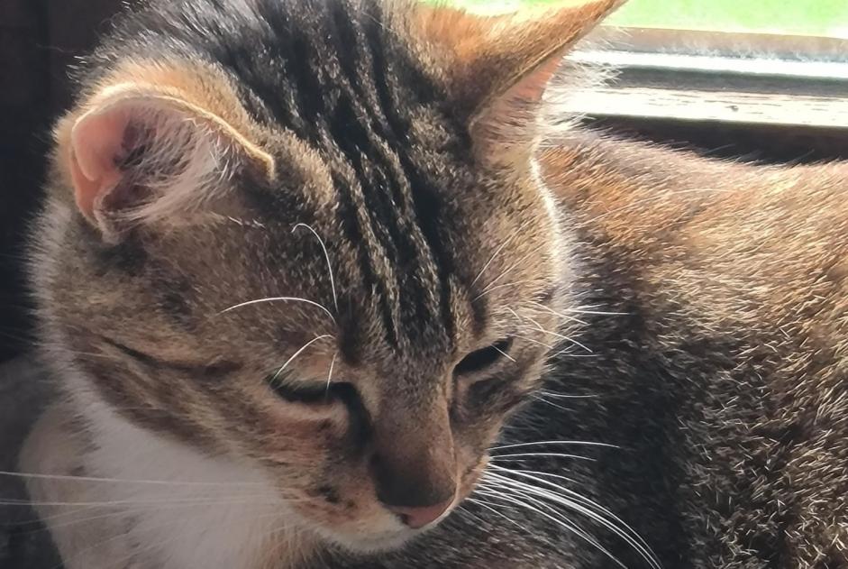Disappearance alert Cat Female , 2 years La Bruyère Belgium