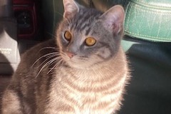 Disappearance alert Cat Male , 1 years Nibelle France