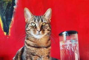 Disappearance alert Cat miscegenation Male , 4 years Etterbeek Belgium