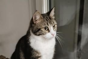 Disappearance alert Cat  Female , 2 years Lyon France