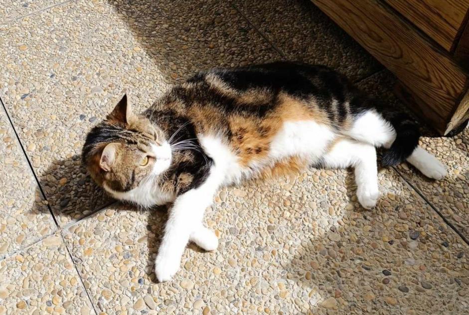 Disappearance alert Cat  Female , 2 years Lyon France