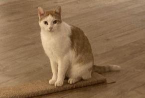 Disappearance alert Cat Male , 7 years Namur Belgium
