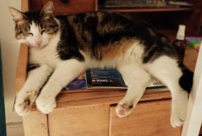 Disappearance alert Cat Female , 3 years Puidoux Switzerland