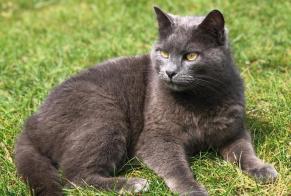 Disappearance alert Cat Male , 14 years Plouhinec France