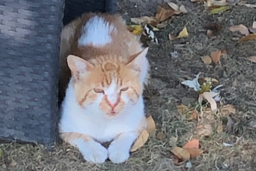 Disappearance alert Cat Male , 3 years Saint-Priest France