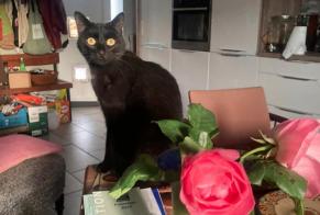 Disappearance alert Cat miscegenation Male , 2 years Nîmes France