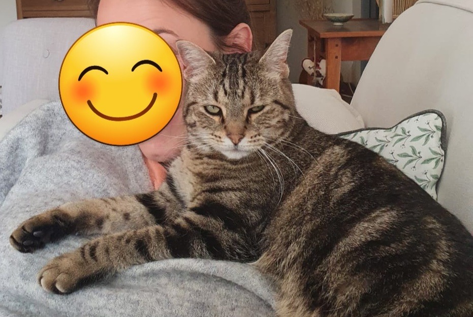 Disappearance alert Cat Female , 6 years Montigny-la-Resle France