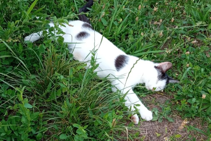 Discovery alert Cat Female , 1 year Meung-sur-Loire France