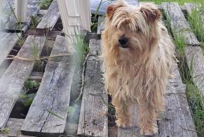 Discovery alert Dog  Male Ruan France