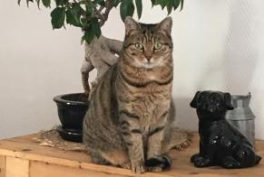 Disappearance alert Cat miscegenation Female , 9 years Férolles France