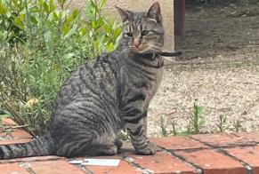 Disappearance alert Cat miscegenation Female , 2 years Saint-Denis-de-l'Hôtel France