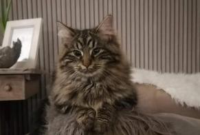 Disappearance alert Cat miscegenation Female , 1 years Grimbergen Belgium