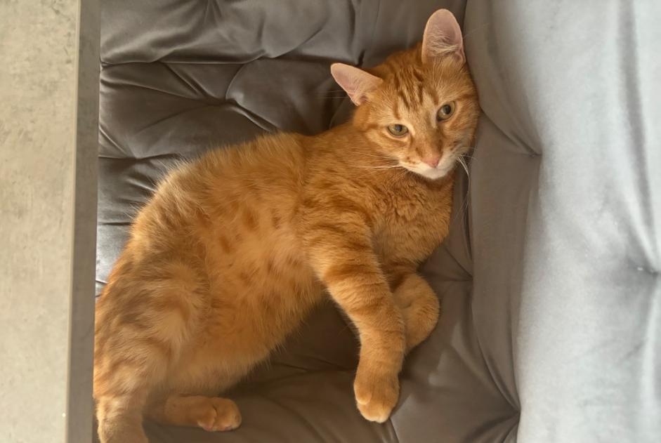 Disappearance alert Cat Male , 2 years Neuchâtel Switzerland