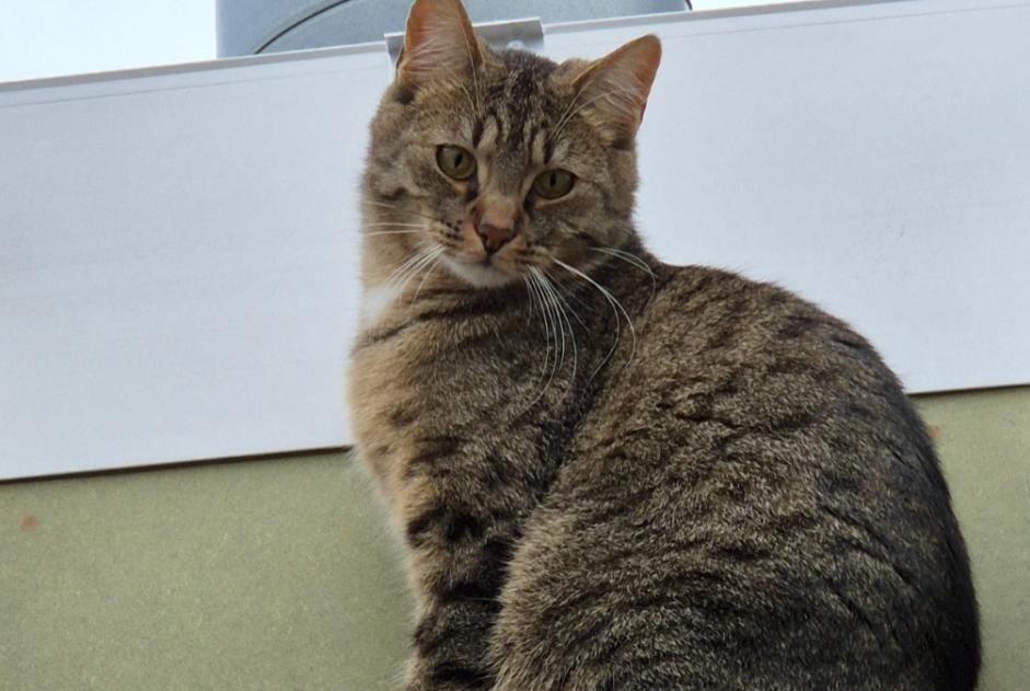 Disappearance alert Cat Male , 2 years Liège Belgium