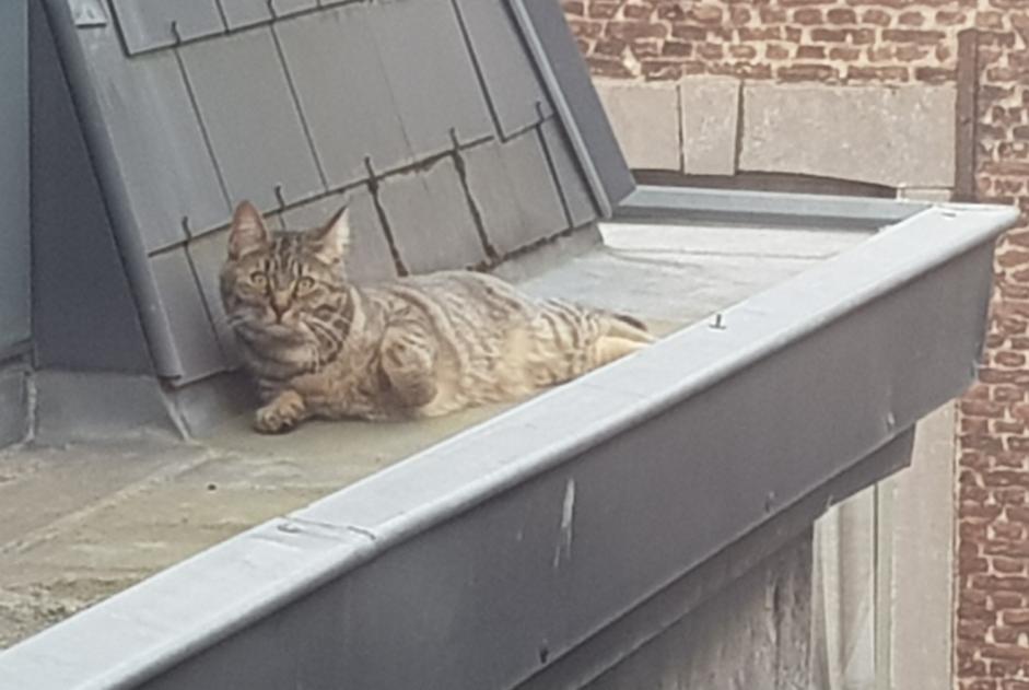 Disappearance alert Cat Male , 2 years Liège Belgium