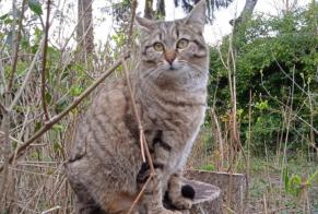 Disappearance alert Cat  Female , 4 years Orléans France